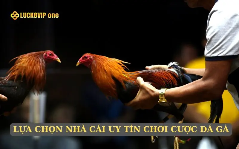 Lựa chọn nhà cái uy tín chơi cược đá gà