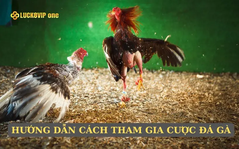 Cách tham gia trò chơi đá gà qua mạng