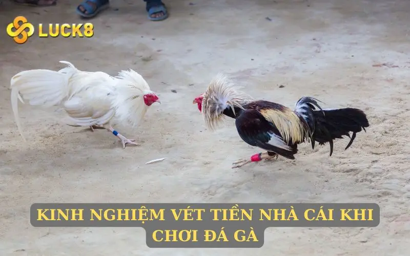 Kinh nghiệm vét tiền nhà cái khi chơi đá gà